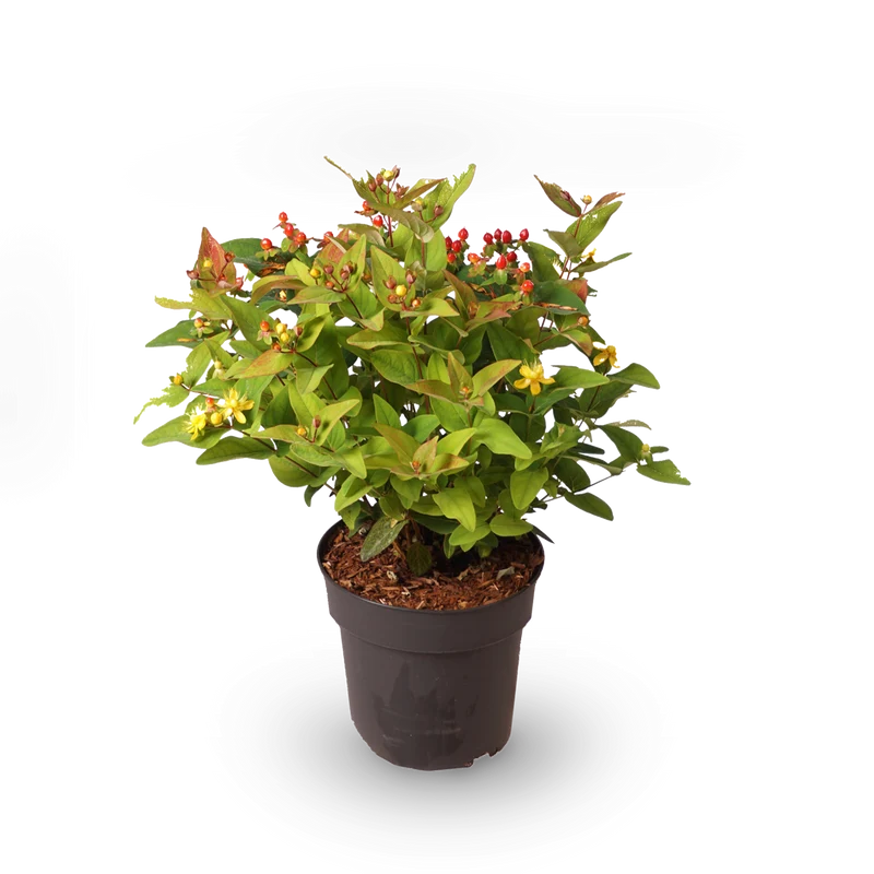 Johanniskraut 'Magical Lightning'®