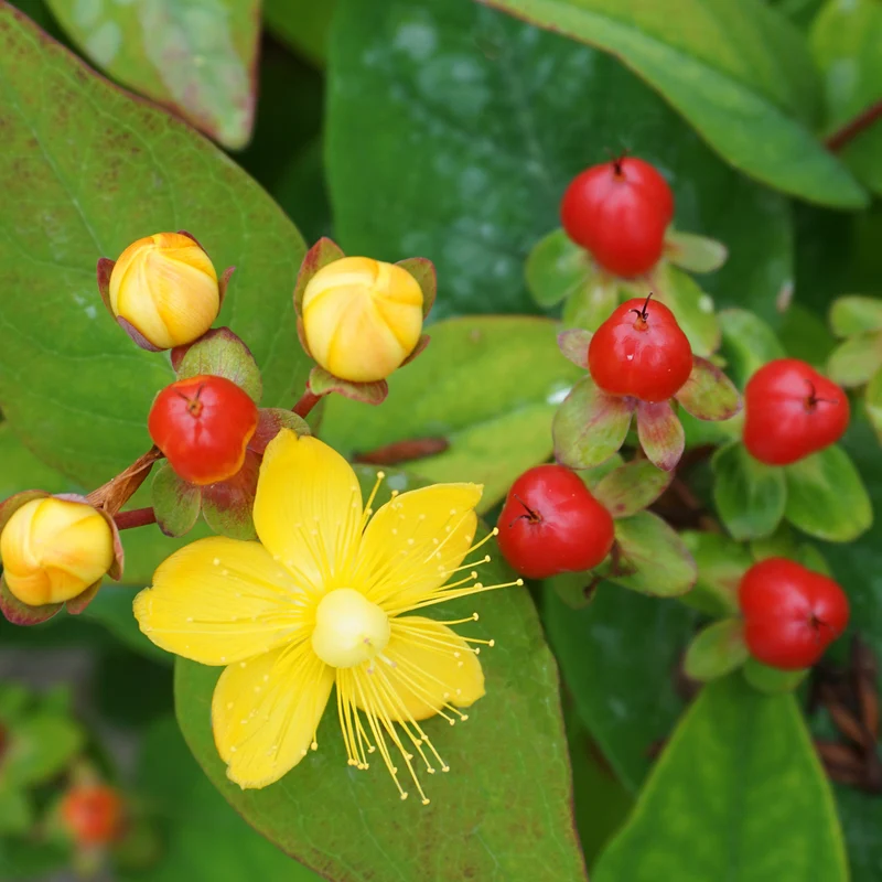 Johanniskraut 'Magical Lightning'®