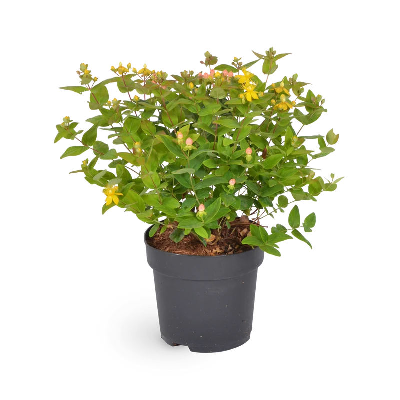 Johanniskraut 'Magical Beauty'®