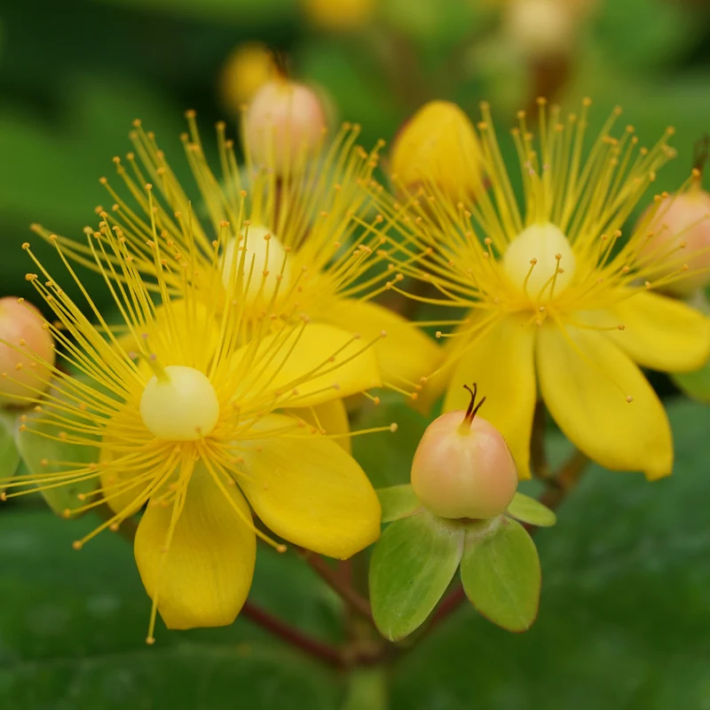 Johanniskraut 'Magical Beauty'®