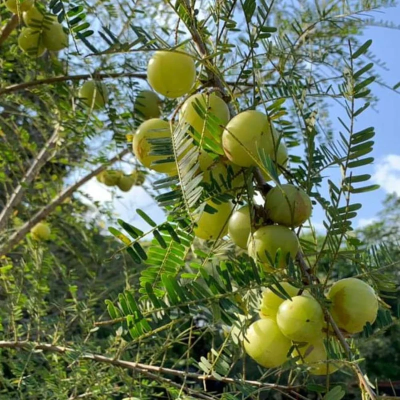 Indian Gooseberry Fruit Tree Seeds