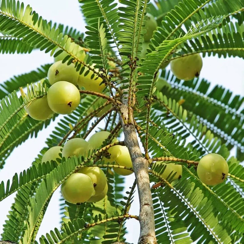 Indian Gooseberry Fruit Tree Seeds