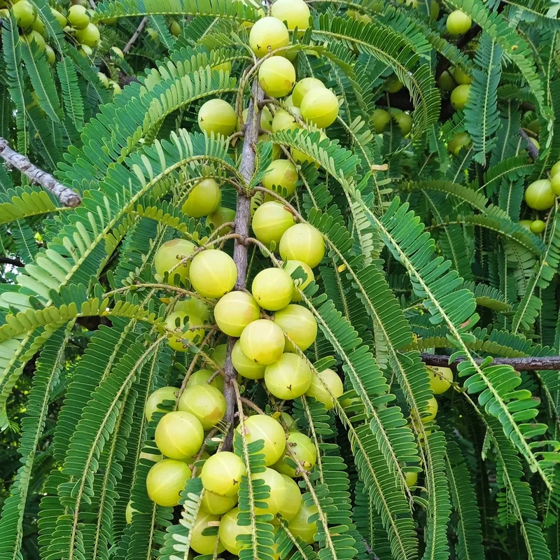 Indian Gooseberry Fruit Tree Seeds