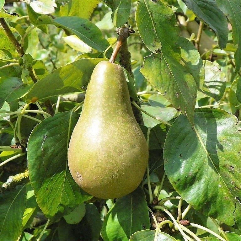 European Pear Tree Fruit Seeds