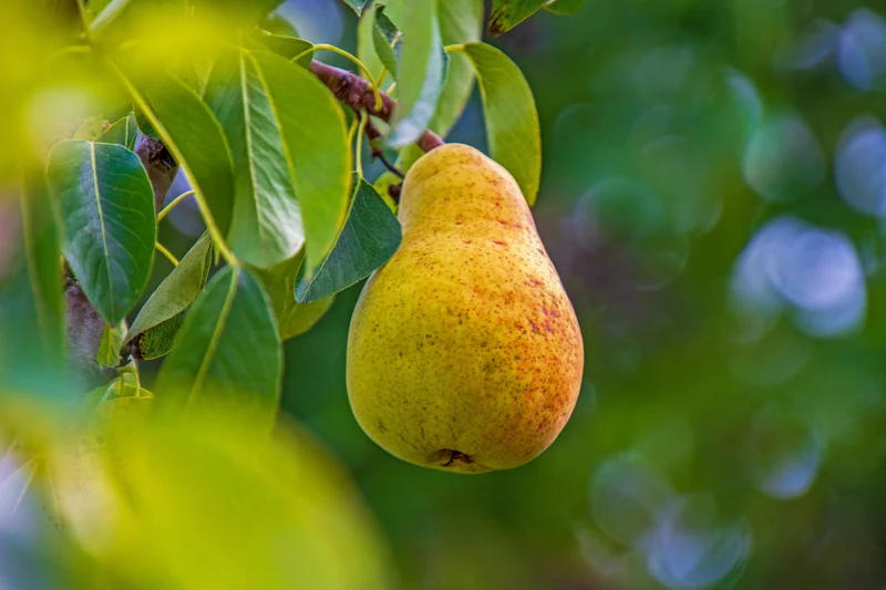 European Pear Tree Fruit Seeds
