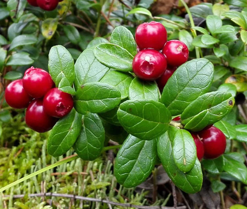 Lingonberry Shrub Seeds