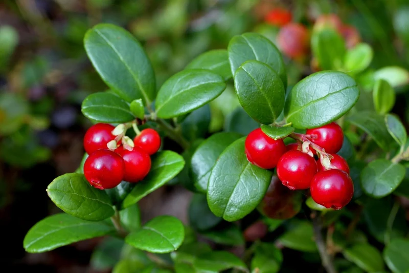 Lingonberry Shrub Seeds