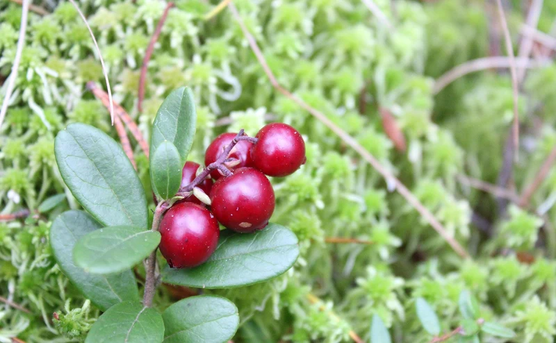 Lingonberry Shrub Seeds