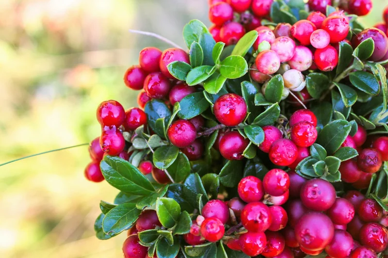 Lingonberry Shrub Seeds