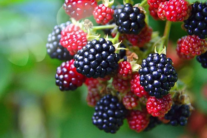 Trailing Blackberry Fruit Seeds