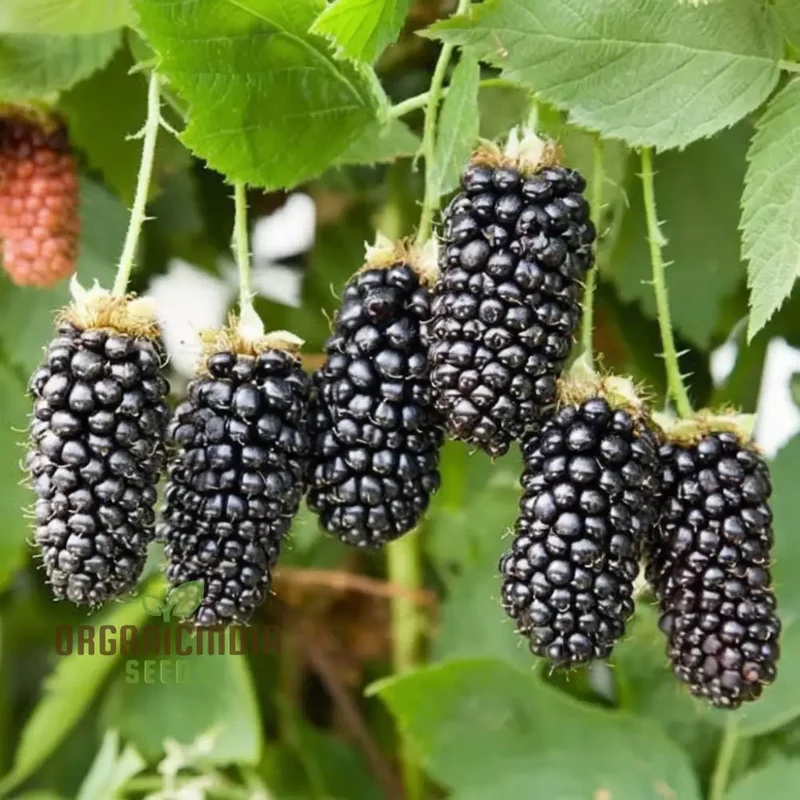 Trailing Blackberry Fruit Seeds