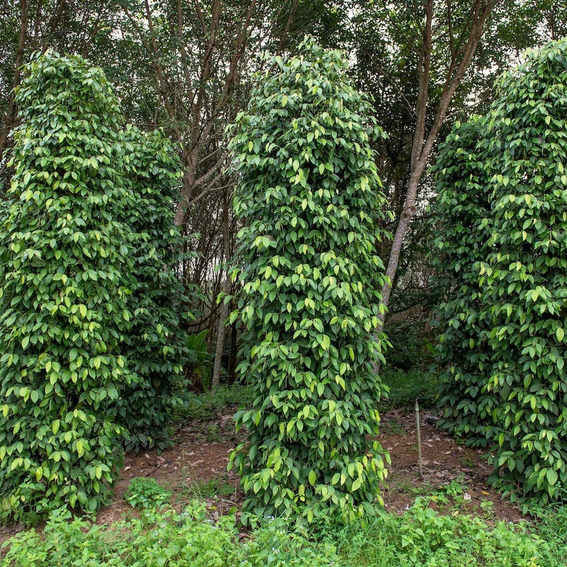 Black Peppercorn Vine Seeds – Premium Piper Nigrum Seeds for Spice Gardens & Home Growing