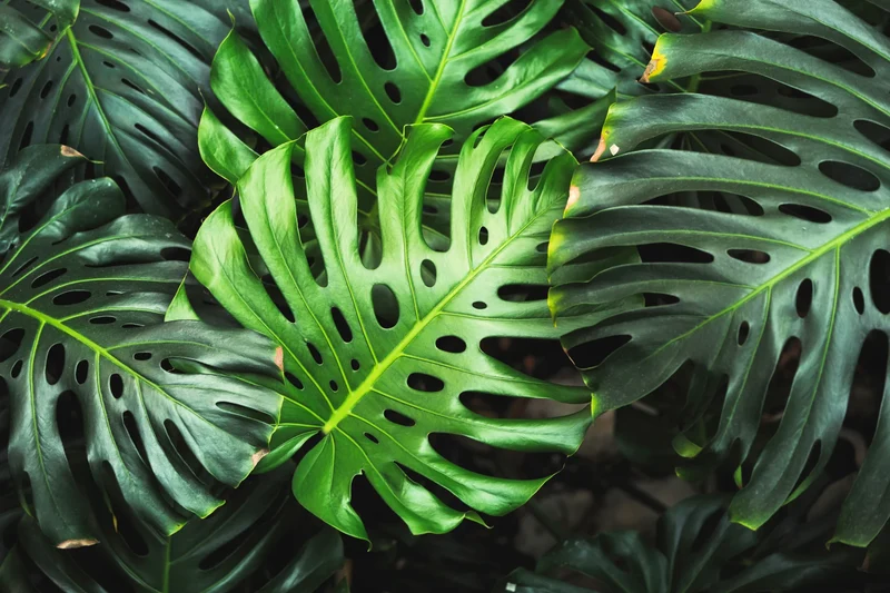 Split Leaf Philodendron Vine Seeds – Organic Tropical Foliage Variety for Home & Garden