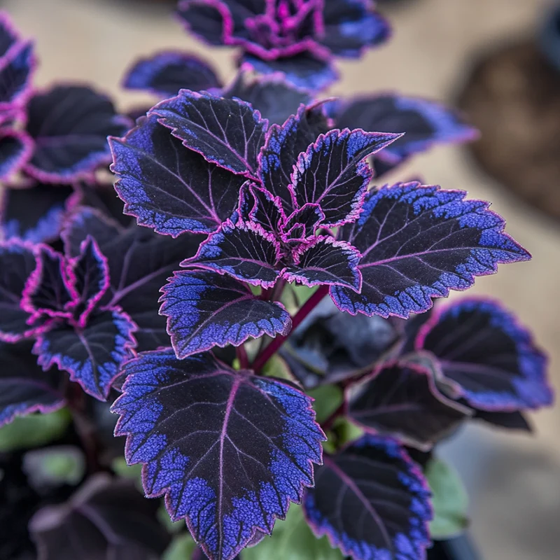 Coleus Black Blue Seeds, Bold Dark Foliage for Vibrant Gardens