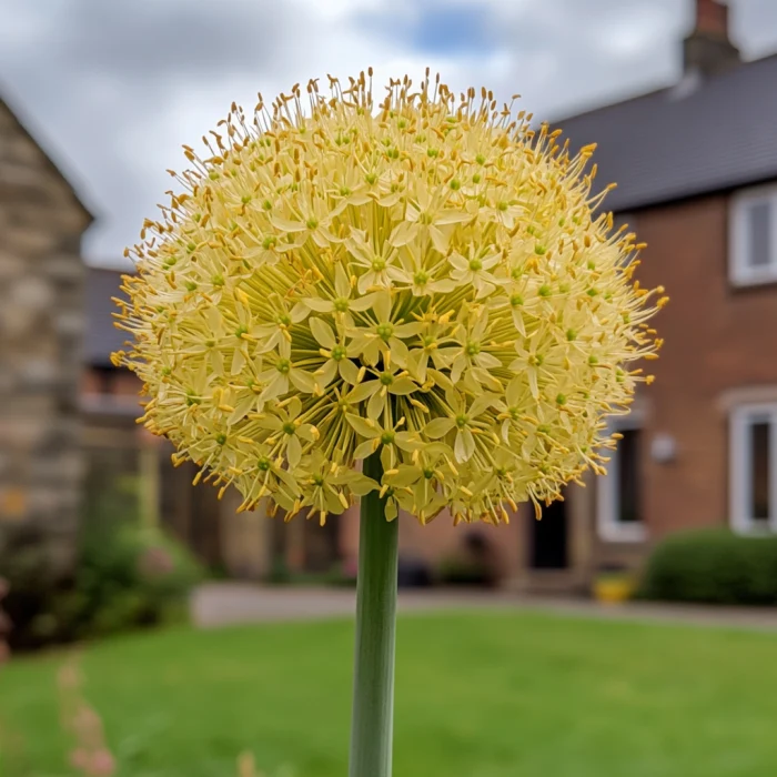 Allium Moly Seeds, Vibrant Yellow Golden Garlic Perennial Flowers