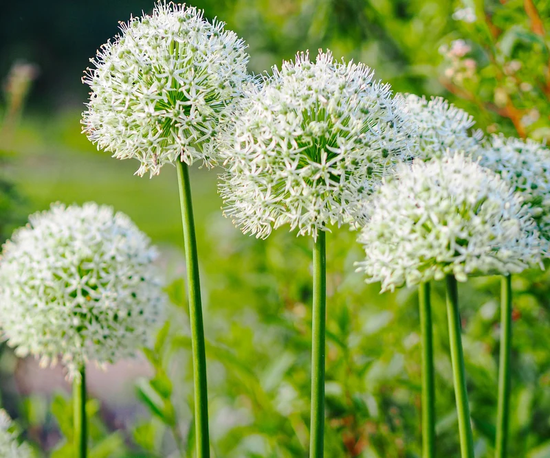 Rare White Allium Mount Everest Seeds, Elegant Tall Blooming Perennials
