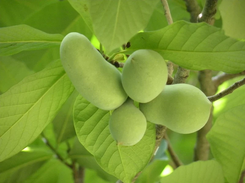 Cultivated/Improved Pawpaw (Asimina triloba) – Seeds