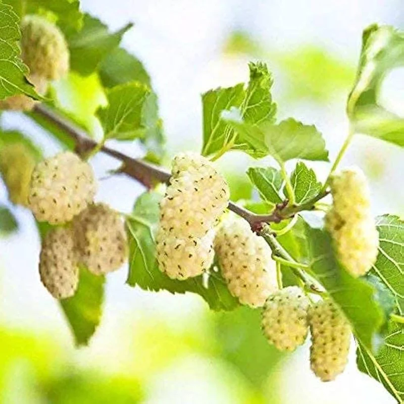 White Mulberry (Morus alba) – Seeds