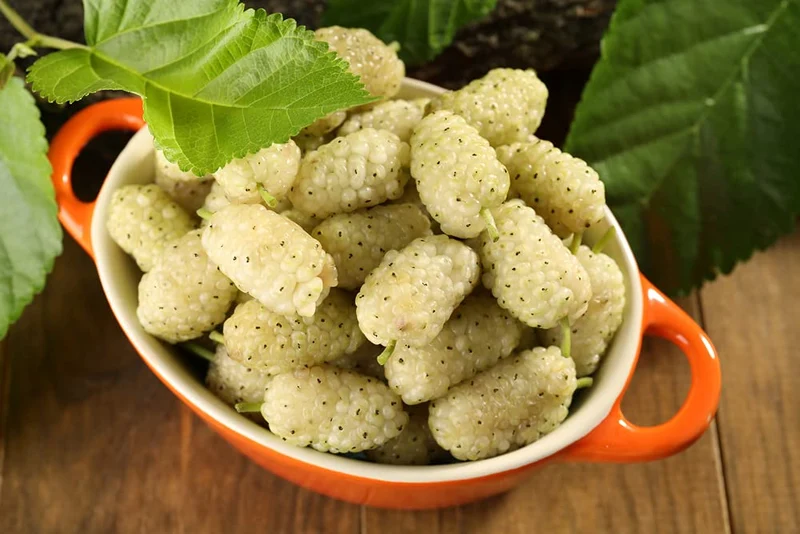 Russian Mulberry (Morus alba) – Seeds