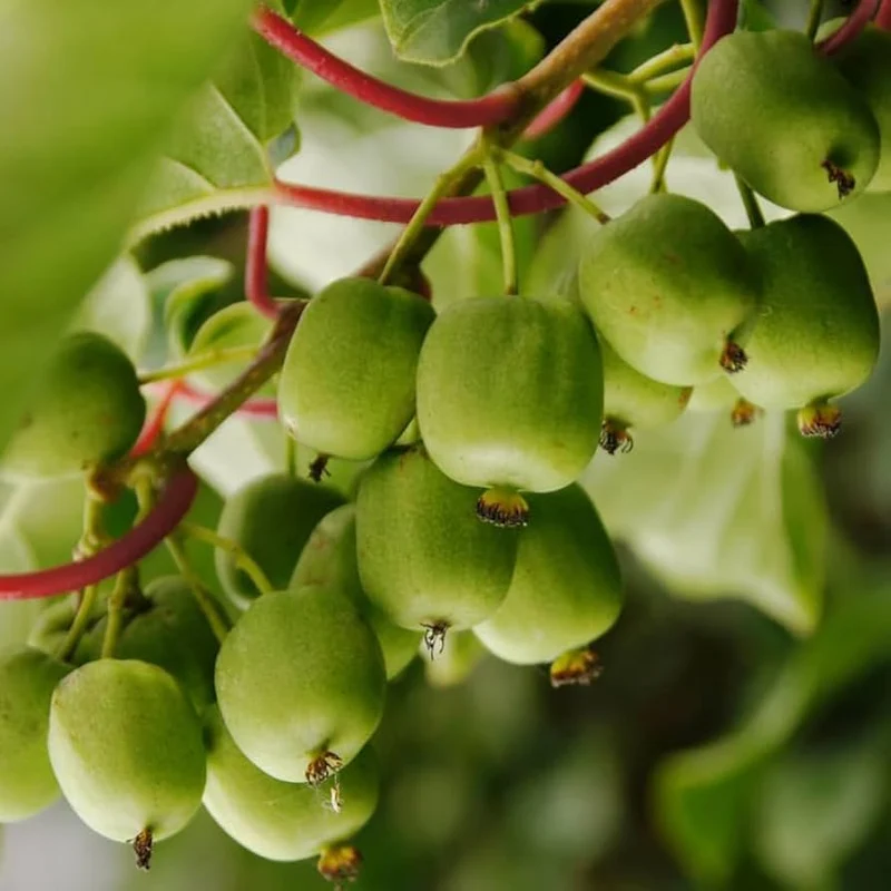 Bower Kiwi Vine (Actinidia arguta) – Seeds