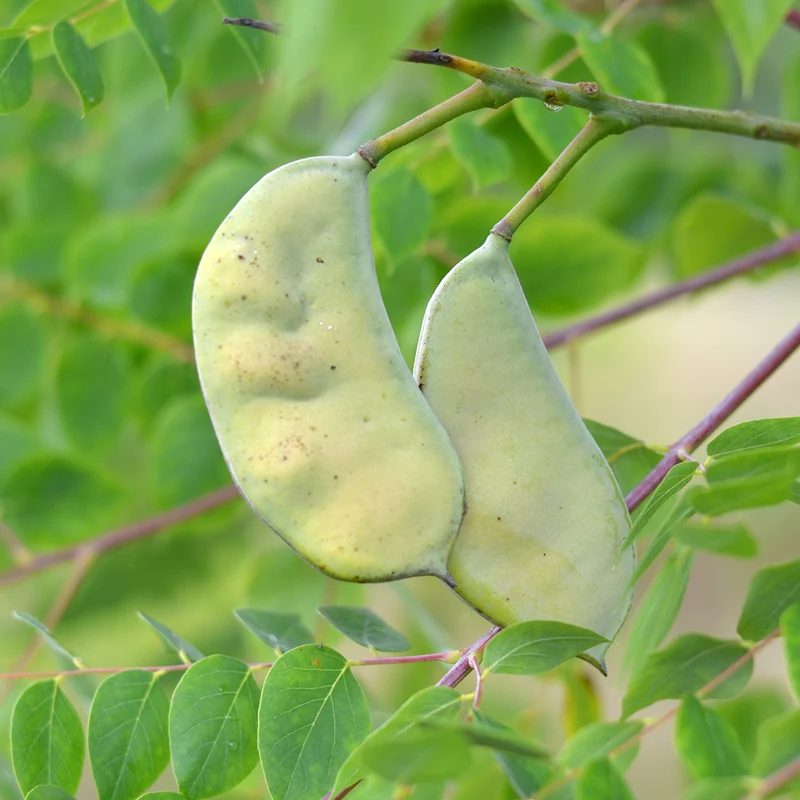 Kentucky Coffee Tree (Gymnocladus dioicus) – Seeds