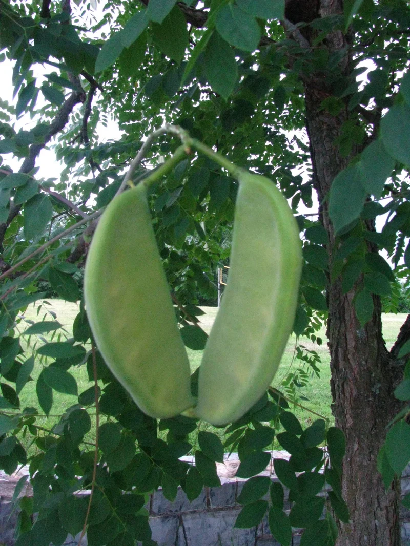 Kentucky Coffee Tree (Gymnocladus dioicus) – Seeds