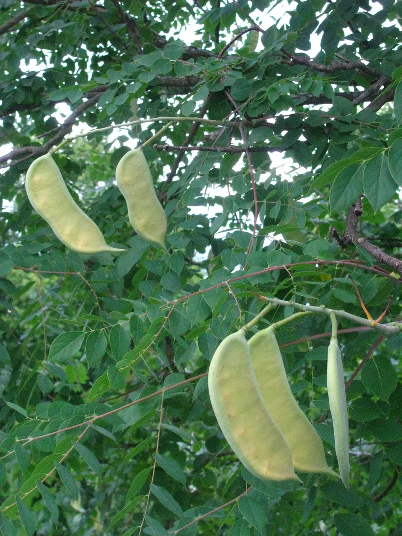 Kentucky Coffee Tree (Gymnocladus dioicus) – Seeds