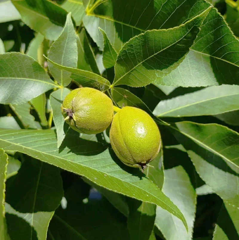 Shagbark Hickory (Carya ovata) – Seeds