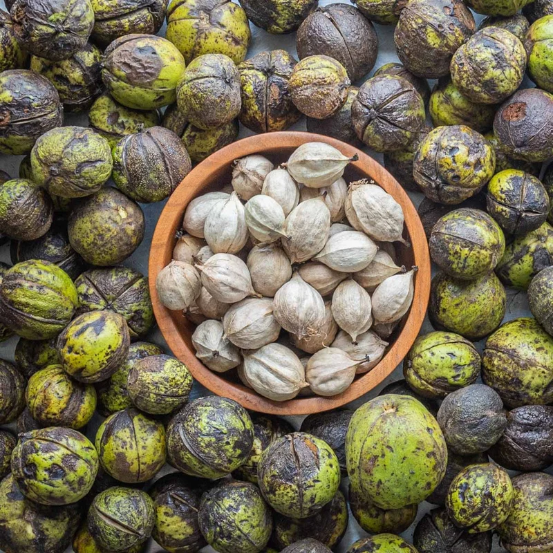 Shagbark Hickory (Carya ovata) – Seeds