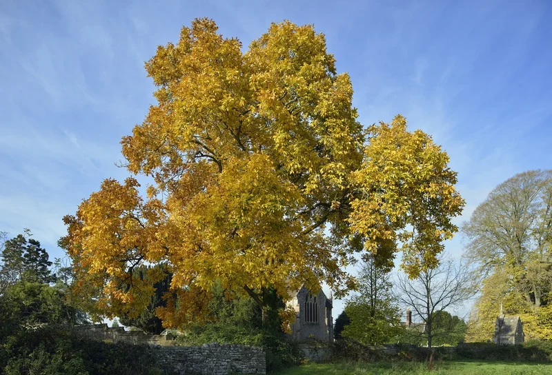 Bitternut Hickory (Carya cordiformis) – Seeds