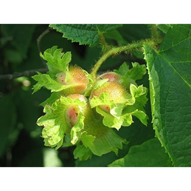 American Hazelnut (Corylus Americana) – Seeds