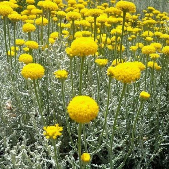 Heilige Blume (Santolina chamaecyparissus)