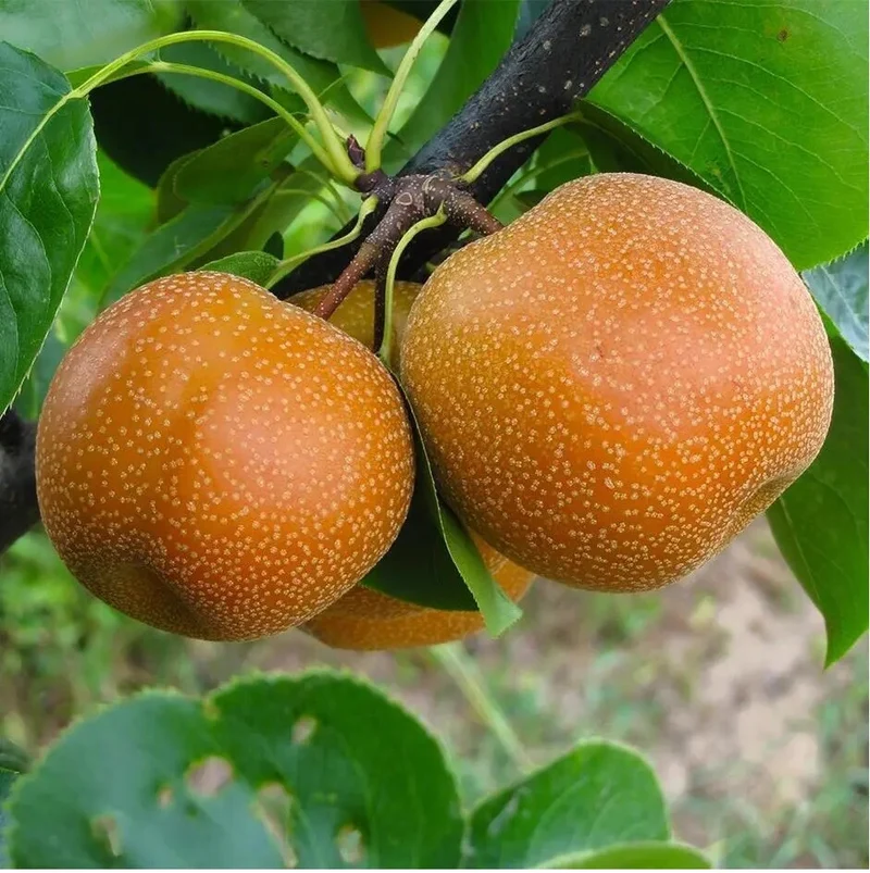 Asian Pear Fruit Seeds