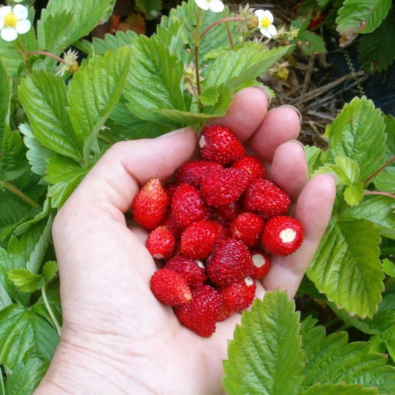 Alexandria Strawberry Seeds