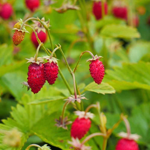 Alexandria Strawberry Seeds