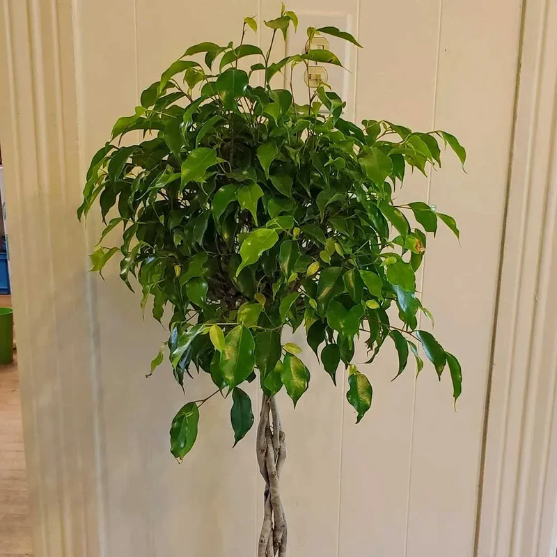 Weeping Fig Houseplant Seeds
