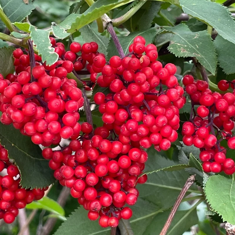 Red Elderberry Fruit Seeds