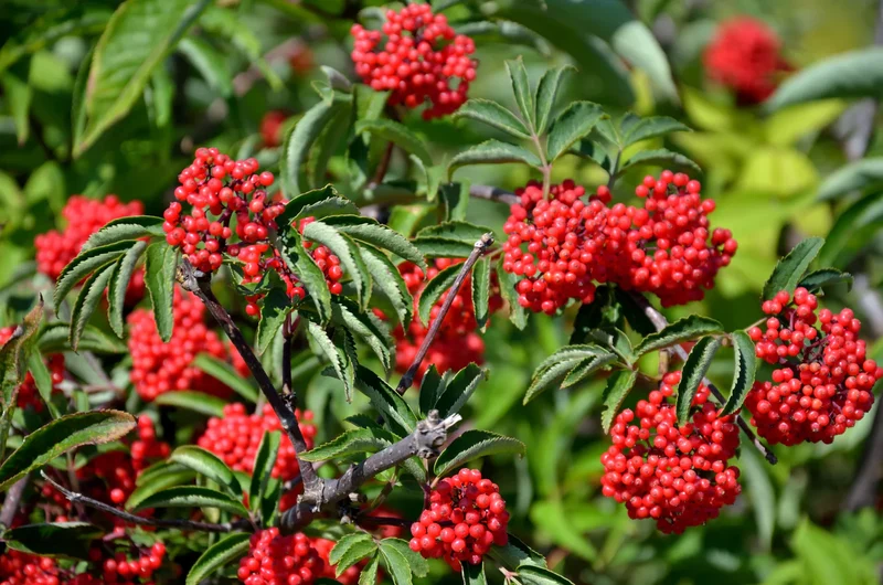 Red Elderberry Fruit Seeds