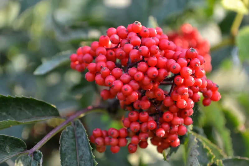 Red Elderberry Fruit Seeds