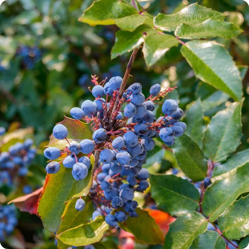 Oregon Grape Holly Vine Seeds