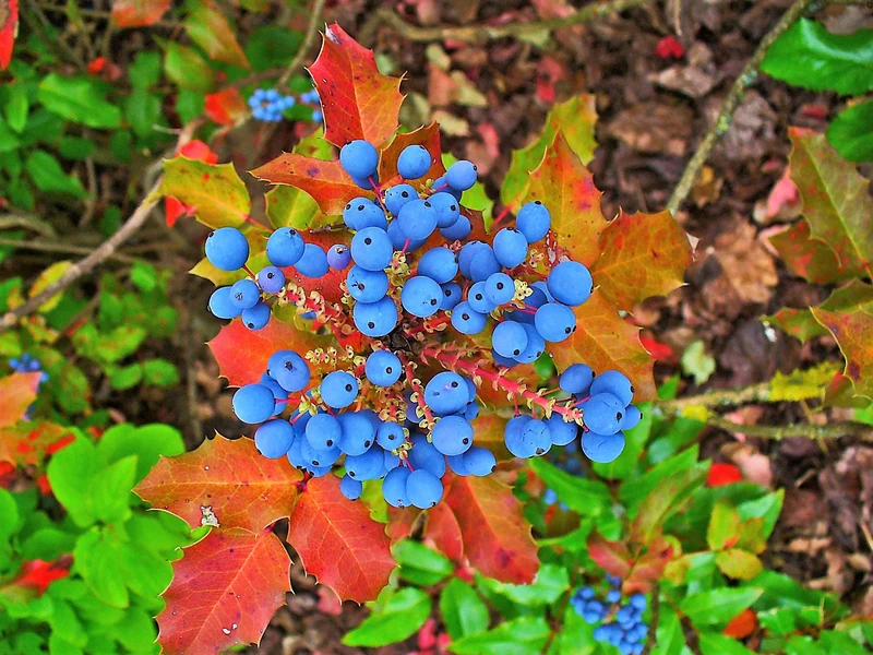 Oregon Grape Holly Vine Seeds