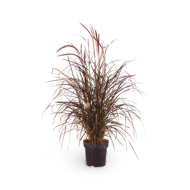 Pennisetum setaceum 'Rubrum'