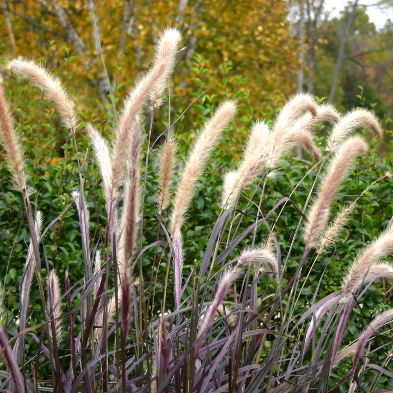 Pennisetum setaceum 'Rubrum'