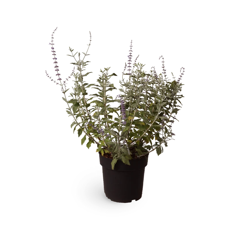 Blauraute 'Silvery Blue'®