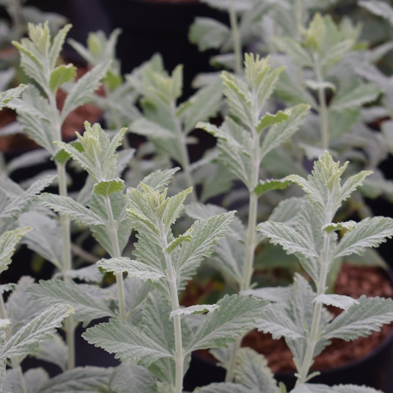 Blauraute 'Silvery Blue'®