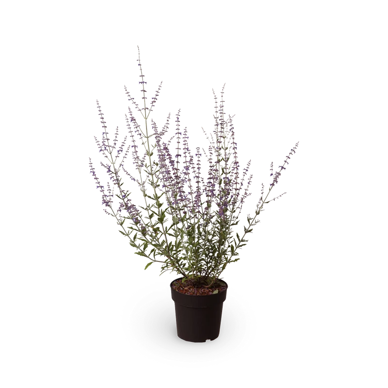 Blauraute 'Little Spire'