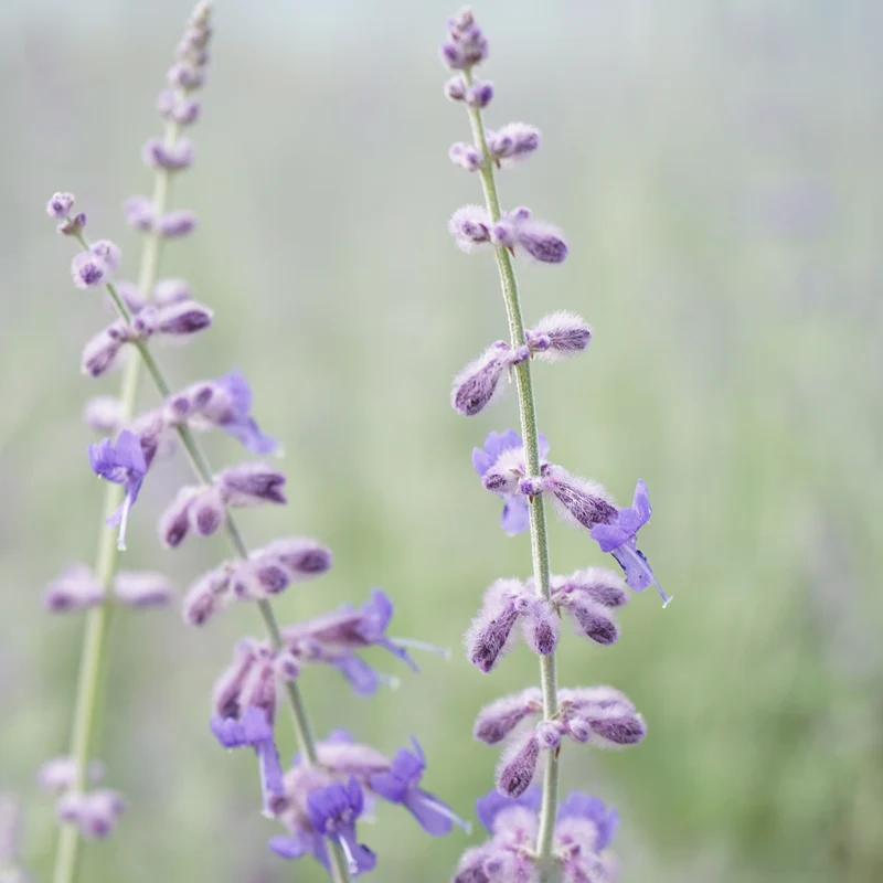 Blauraute 'Little Spire'