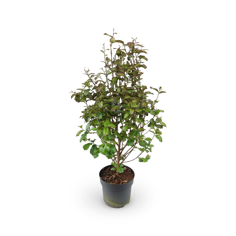 Parrotia persica 'Persian Spire'