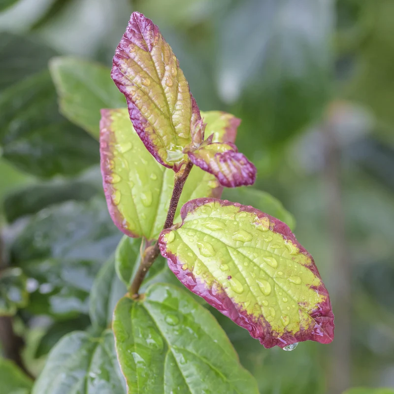 Parrotia persica 'Persian Spire'