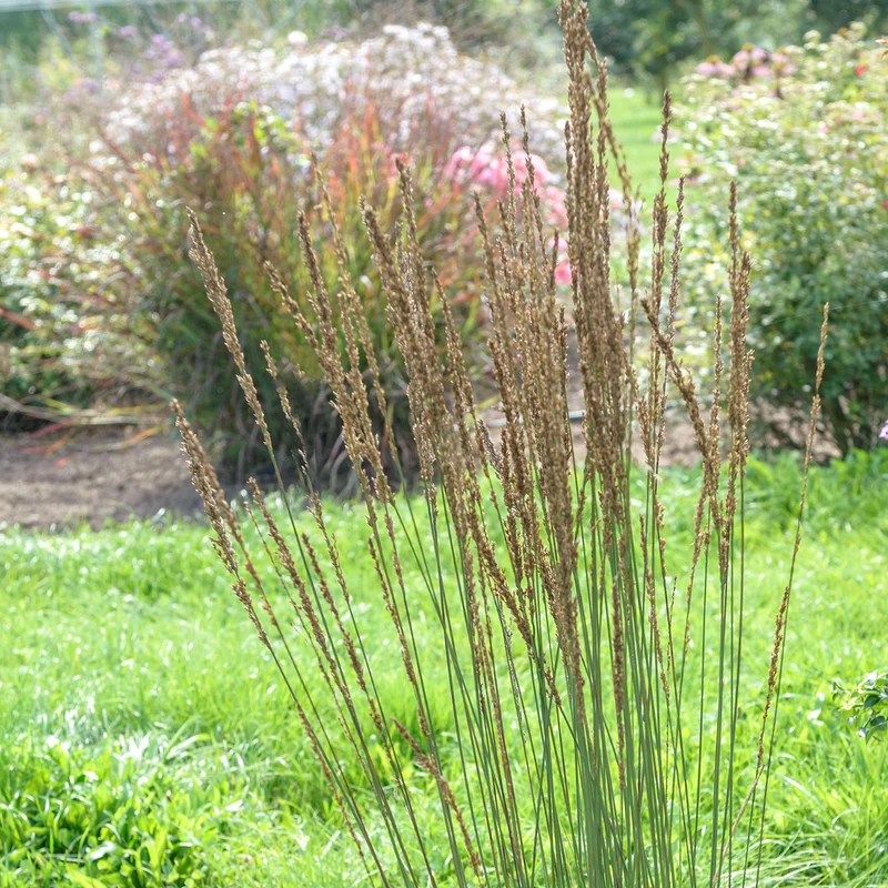 Kleines Pfeifengras 'Moorhexe'